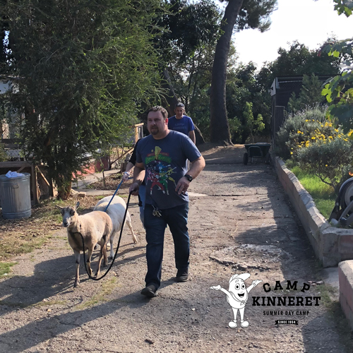 The goats being walked back to the trailer