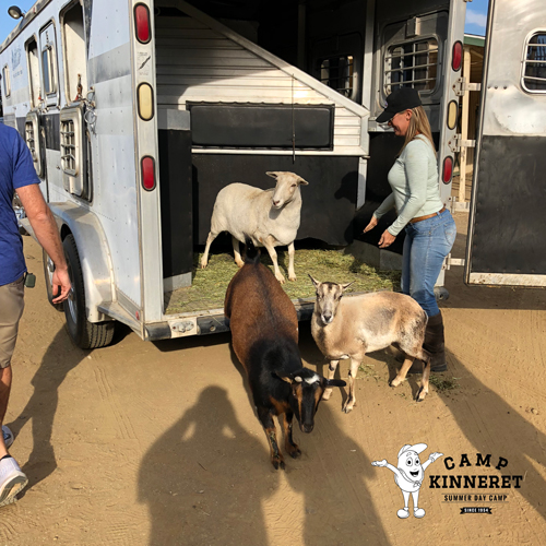 The Farm Animals Returning to Camp