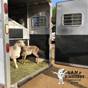 Farm Animals Sequoia and Montana on the Trailer